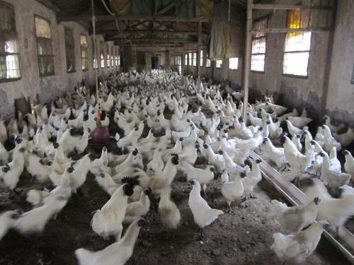 中央一號文件引爆三農圈 外媒關注蜜蜂對有機農業重要性，助力農產品銷售升級